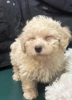 Peanut , a male Poodle - Toy  for sale in Adrian, MI – Photo 1 of 2