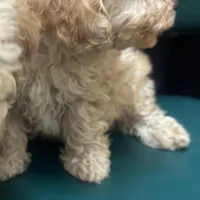 Peanut , a male Poodle - Toy  for sale in Adrian, MI – Photo 2 of 2