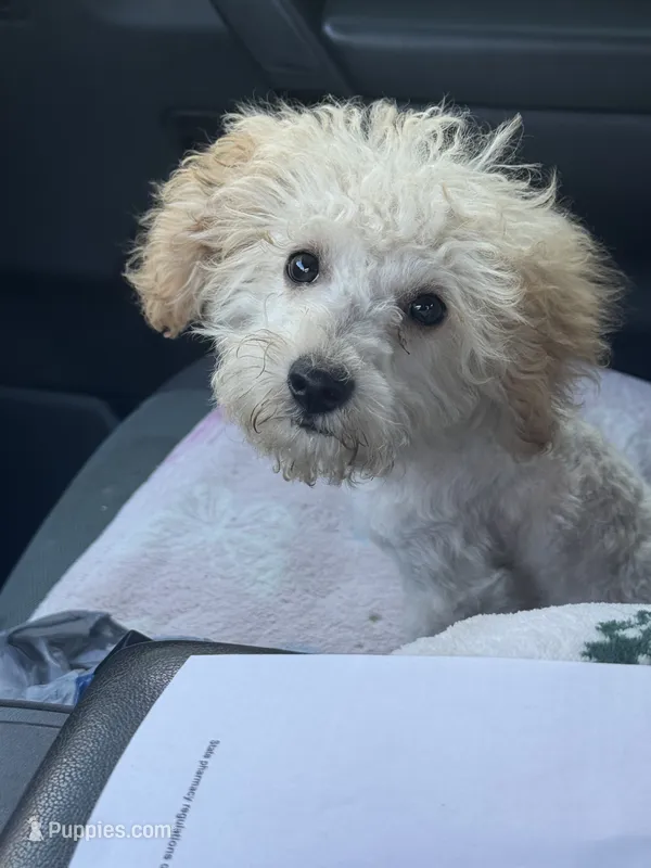 Bella – Poodle - Toy  puppy for sale in Adrian, MI