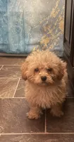 Red, a male Poodle - Toy  for sale in Adrian, MI – 1 of 1