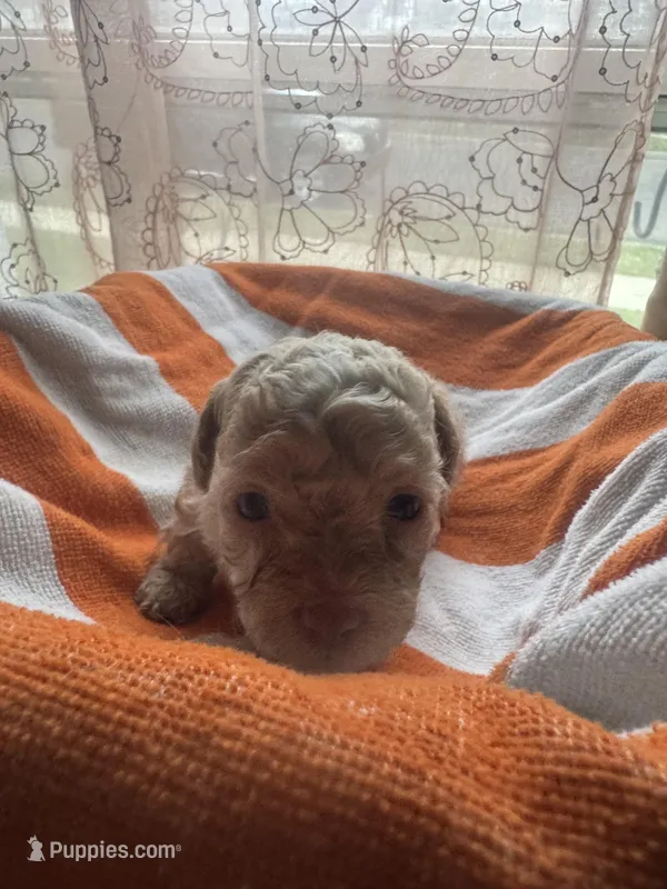Peanut  – Maltipoo puppy for sale in Adrian, MI