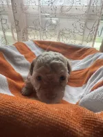 Peanut , a female Maltipoo for sale in Adrian, MI – Photo 1 of 3