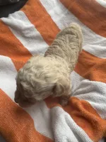 Peanut , a female Maltipoo for sale in Adrian, MI – Photo 3 of 3