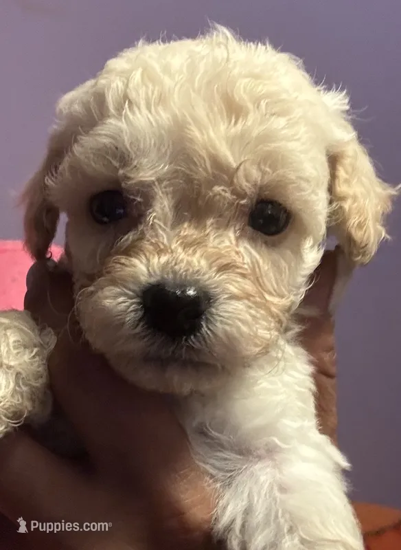 Tino , a male Poodle - Toy  for sale in Adrian, MI – 1 of 2