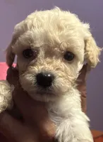 Tino , a male Poodle - Toy  for sale in Adrian, MI – 1 of 2