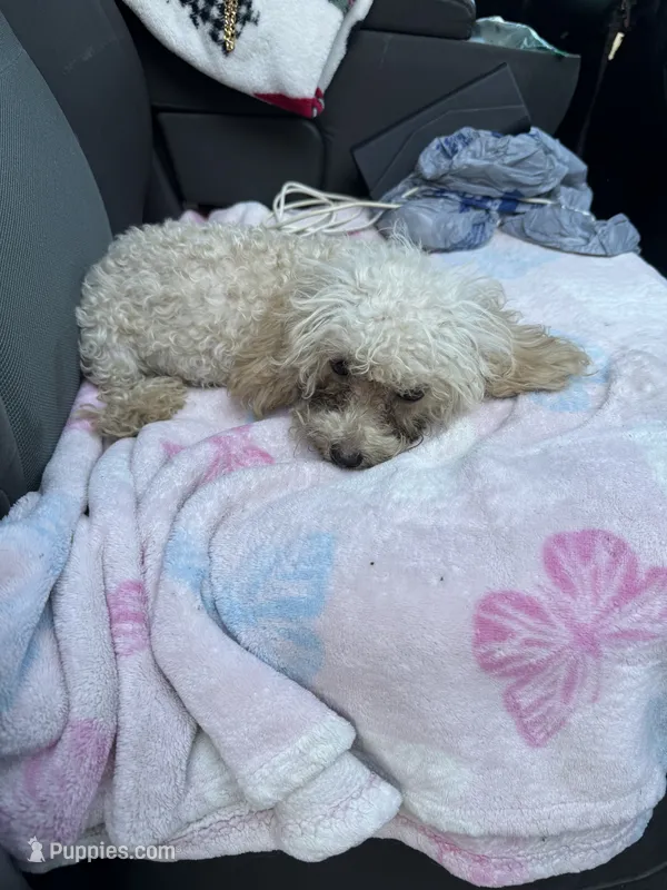 Holly  – Poodle - Toy  puppy for sale in Adrian, MI