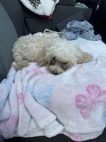 Holly , a female Poodle - Toy  for sale in Adrian, MI – 1 of 2