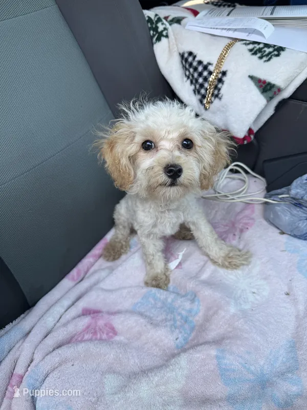 Lexi  – Poodle - Toy  puppy for sale in Adrian, MI