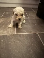 Tino , a male Poodle - Toy  for sale in Adrian, MI – 2 of 2
