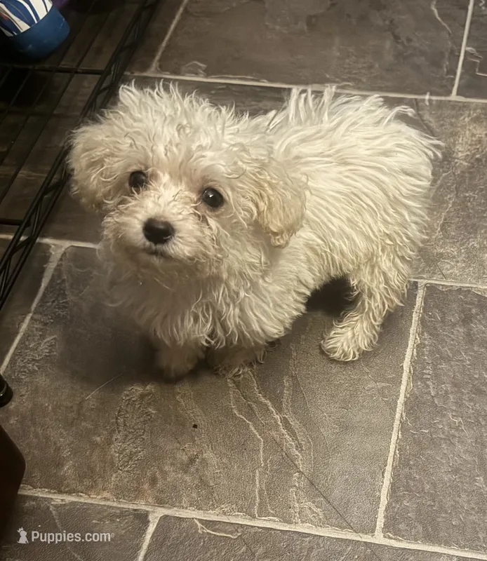Peanut  – Poodle - Toy  puppy for sale in Adrian, MI