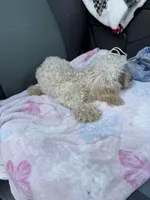 Holly , a female Poodle - Toy  for sale in Adrian, MI – 2 of 2