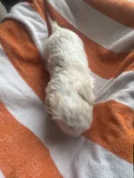 Dezi , a female Maltipoo for sale in Adrian, MI – Photo 3 of 3