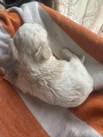 Dezi , a female Maltipoo for sale in Adrian, MI – Photo 2 of 3