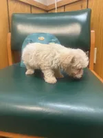 Dezi , a female Poodle - Toy  for sale in Adrian, MI – Photo 2 of 4