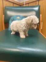 Dezi , a female Poodle - Toy  for sale in Adrian, MI – Photo 1 of 4