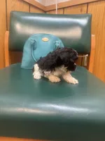 Oreo, a female Poodle - Toy  for sale in Adrian, MI – Photo 4 of 4