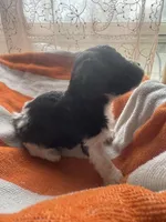 Oreo, a female Maltipoo for sale in Adrian, MI – Photo 3 of 4