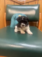 Oreo, a female Poodle - Toy  for sale in Adrian, MI – Photo 3 of 4