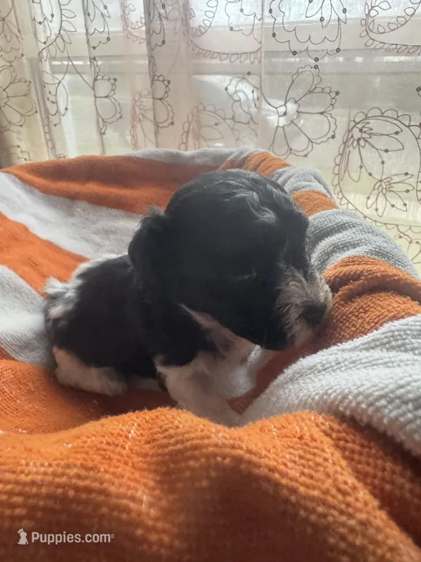 Oreo – Maltipoo puppy for sale in Adrian, MI