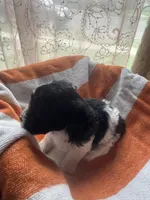 Oreo, a female Maltipoo for sale in Adrian, MI – Photo 4 of 4