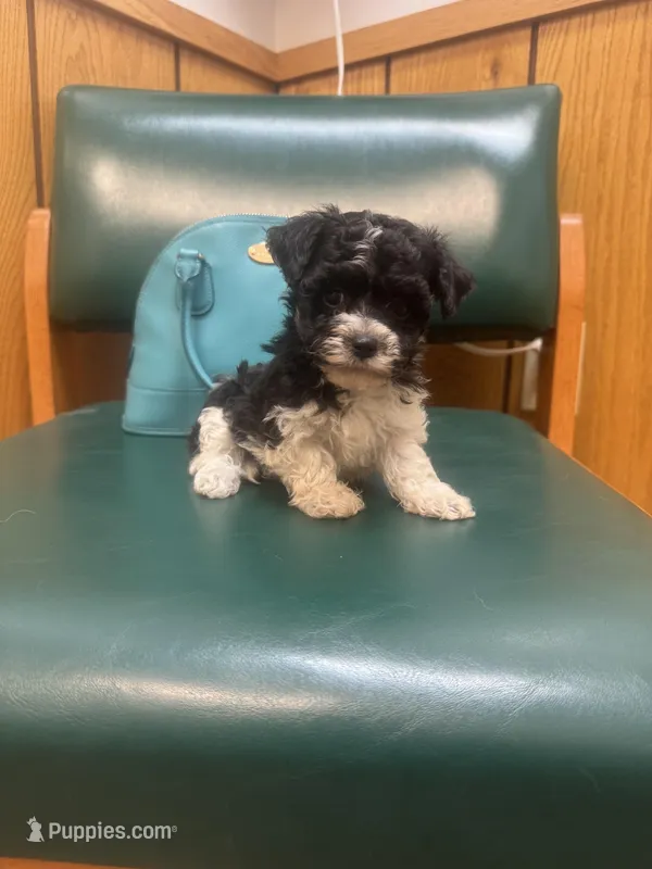 Oreo – Poodle - Toy  puppy for sale in Adrian, MI