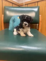 Oreo, a female Poodle - Toy  for sale in Adrian, MI – Photo 1 of 4