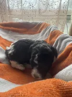 Oreo, a female Maltipoo for sale in Adrian, MI – Photo 2 of 4