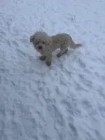 Pumpkin , a male Poodle - Miniature  for sale in Adrian, MI – Photo 2 of 2