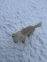 Pumpkin , a male Poodle - Miniature  for sale in Adrian, MI – Photo 1 of 2