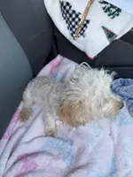 Lexi , a female Poodle - Toy  for sale in Adrian, MI – 2 of 2