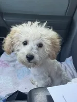 Bella, a female Poodle - Toy  for sale in Adrian, MI – 2 of 2