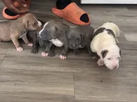 Sasha, a female American Bully for sale in Virginia Beach, VA – 8 of 8