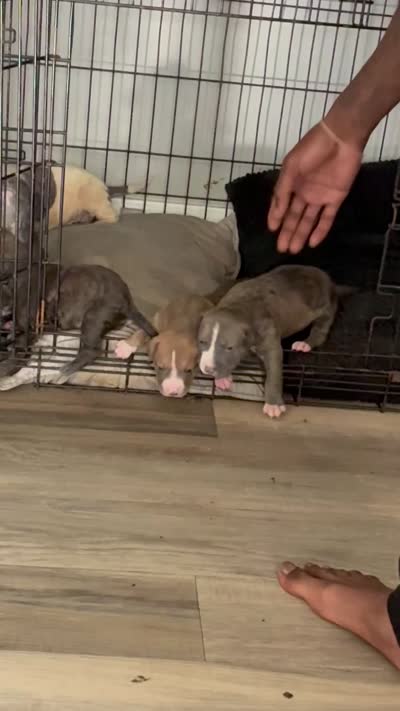 Sasha, a female American Bully for sale in Virginia Beach, VA – 7 of 8