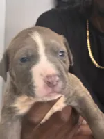 Sasha, a female American Bully for sale in Virginia Beach, VA – 4 of 8