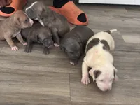 Nunu, a female American Bully for sale in Virginia Beach, VA – 5 of 6