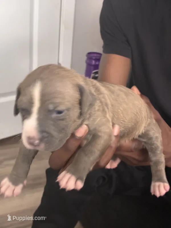 Sasha – American Bully puppy for sale in Virginia Beach, VA