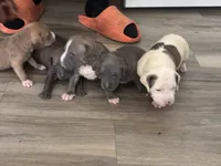 Sasha, a female American Bully for sale in Virginia Beach, VA – 6 of 8