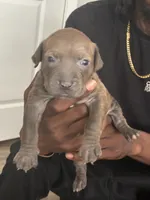 Nunu, a female American Bully for sale in Virginia Beach, VA – 1 of 6