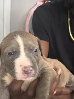 Sasha, a female American Bully for sale in Virginia Beach, VA – 2 of 8