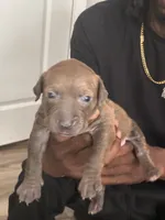 Nunu, a female American Bully for sale in Virginia Beach, VA – 3 of 6