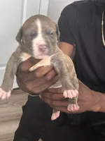 Sasha, a female American Bully for sale in Virginia Beach, VA – 3 of 8