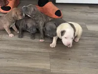 Nunu, a female American Bully for sale in Virginia Beach, VA – 6 of 6