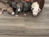Sasha, a female American Bully for sale in Virginia Beach, VA – 5 of 8
