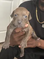 Nunu, a female American Bully for sale in Virginia Beach, VA – 4 of 6