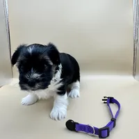 Chico, a male Yorkshire Terrier and Biewer for sale in Sacramento, CA – Photo 2 of 3