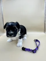 King, a male Yorkshire Terrier and Biewer for sale in Sacramento, CA – Photo 2 of 3