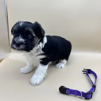 Chico, a male Yorkshire Terrier and Biewer for sale in Sacramento, CA – Photo 3 of 3