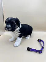 King, a male Yorkshire Terrier and Biewer for sale in Sacramento, CA – Photo 3 of 3