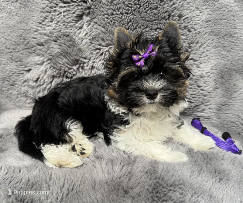 Chico (AKC Biewer)  – Yorkshire Terrier, Biewer puppy for sale in Sacramento, CA