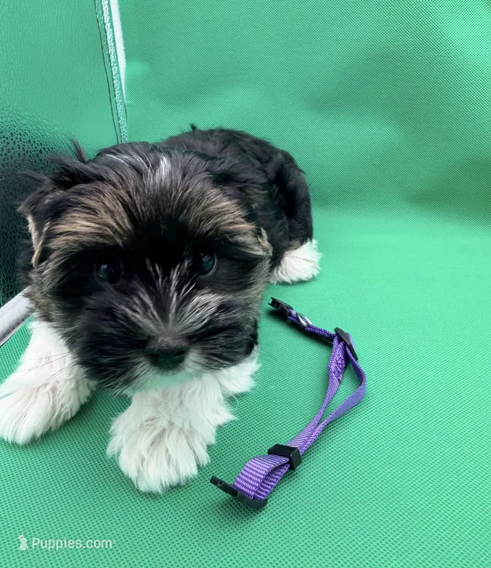 Chico – Yorkshire Terrier, Biewer puppy for sale in Sacramento, CA